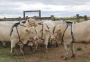Nova metodologia da Embrapa mede emissão de metano em reprodutores bovinos