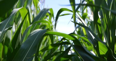 Bioinsumo da Embrapa já é usado em milho para combater estresse hídrico nas plantas