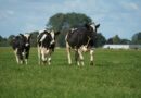 Agrotins terá palestra sobre bovinocultura de leite com case de sucesso de produtores do Paraná
