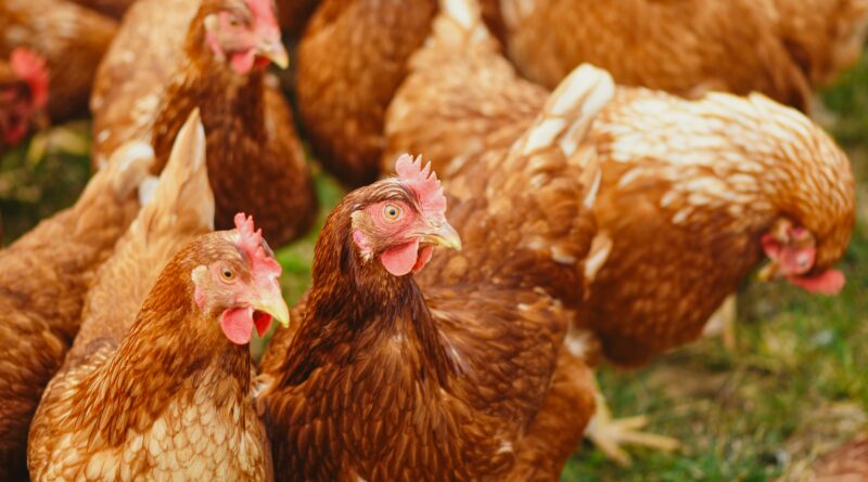 CNA promove debate de programa de incentivos e seguro para os setores avícola e suinícola