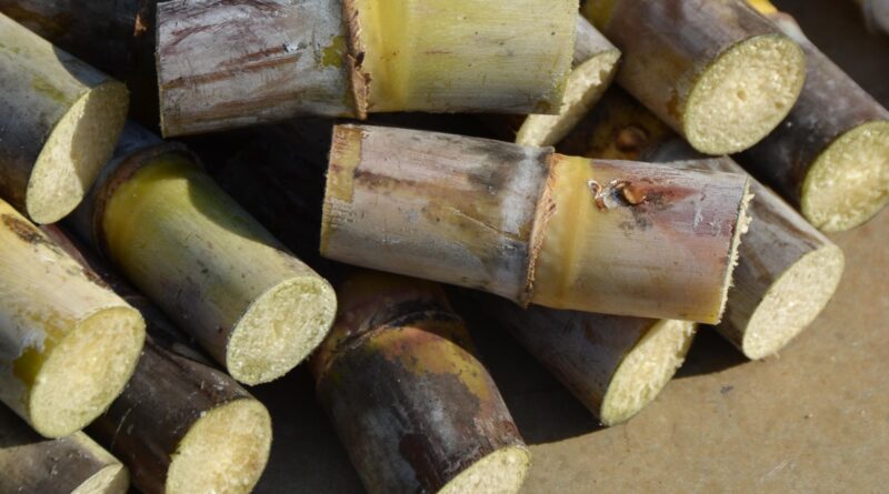 Moagem de cana-de-açúcar atinge 49 milhões de toneladas na primeira quinzena de junho