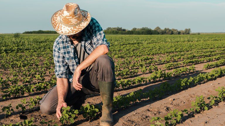 Plano Safra da Agricultura Familiar: Sebrae concede garantias de crédito para pequenos produtores