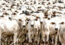 Abertura de mercado de bovinos e bubalinos do Brasil para reprodução no Gabão