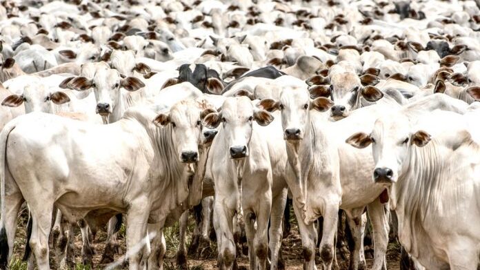Abertura de mercado de bovinos e bubalinos do Brasil para reprodução no Gabão