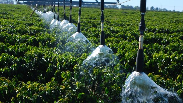 Sistema de irrigação custeado pelo Governo de MT garante produção de café em Colniza