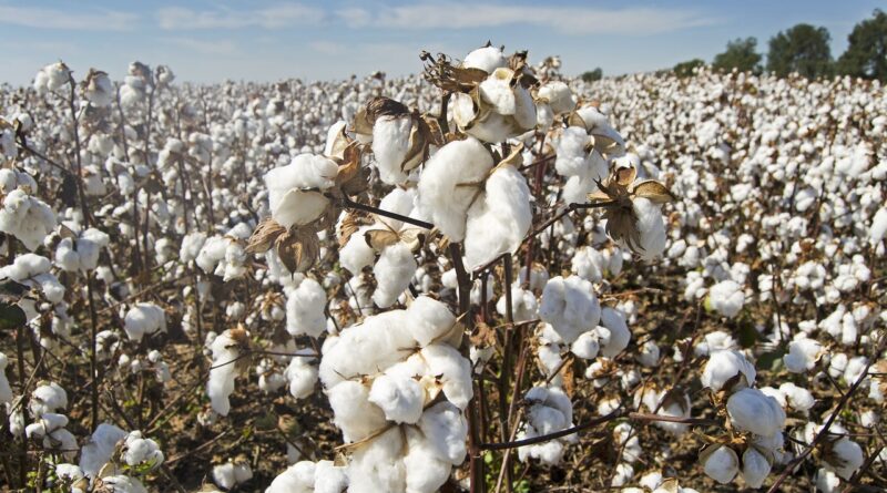 Emater-MG e Amipa firmam acordo de controle biológico de pragas nas lavouras de algodão