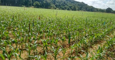 Congresso no Tocantins vai abordar manejo de fertilidade do solo para milho