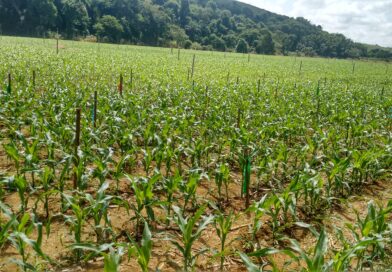 Congresso no Tocantins vai abordar manejo de fertilidade do solo para milho