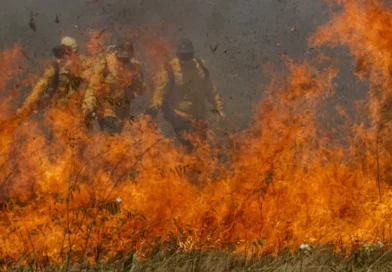 Faesp pede novas medidas ao governo para apoiar produtores rurais afetados por incêndios em SP