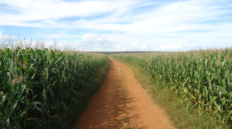 ABMS e Embrapa promovem o 34º Congresso Nacional de Milho e Sorgo, em Palmas (TO)