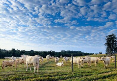 Caminhos para o futuro com sustentabilidade precisam ser alcançados com a máxima urgência