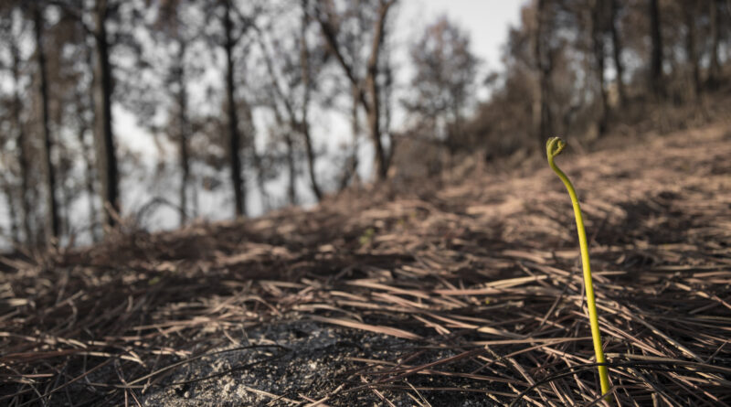 MDA se empenha no combate emergencial ao fogo em áreas rurais do Brasil