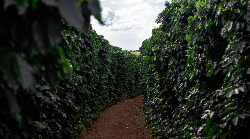 Práticas para reduzir a emissão de carbono poderão render descontos na apólice de seguro rural