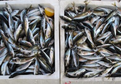 Embrapa e Ministério da Pesca e Aquicultura promovem discussões em evento sobre pescado