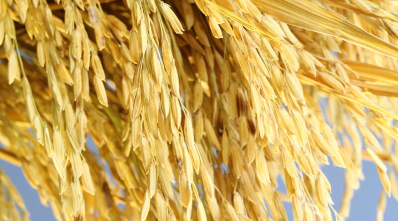 Emater Goiás e Embrapa desenvolvem pesquisa sobre uso de bioinsumos no cultivo de arroz