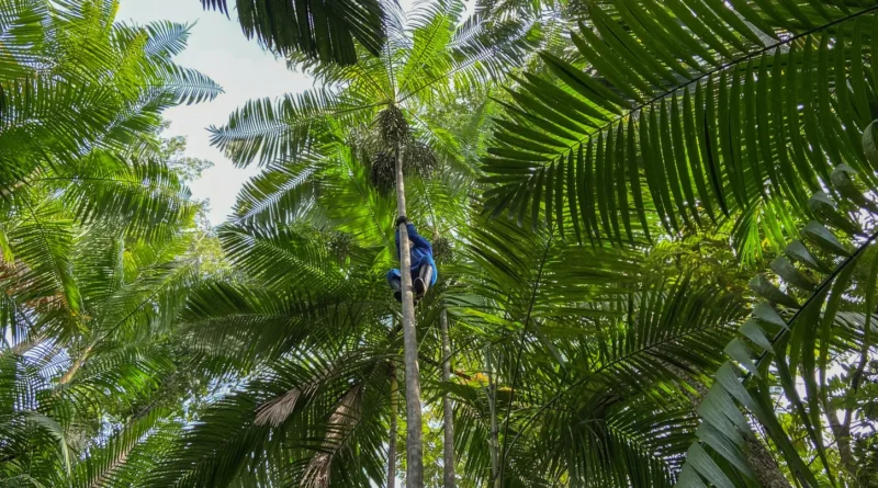 ApexBrasil promove o desenvolvimento sustentável da região amazônica