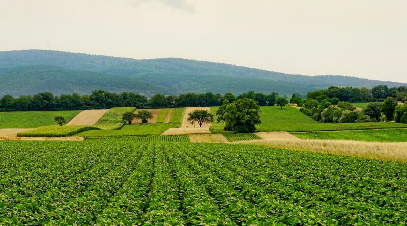 Dia da Agricultura será celebrado na COP 29 na terça-feira (19), em Baku, no Azerbaijão