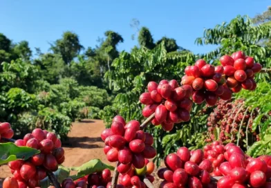 Café/Cepea: Robusta renova recorde e preço do arábica é o maior desde 1998