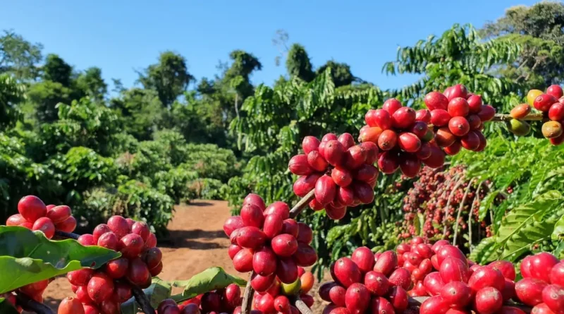 Café/Cepea: Robusta renova recorde e preço do arábica é o maior desde 1998