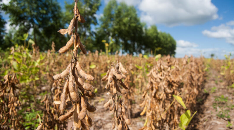 Elevadas doses de calcário no solo aumentam produtividade da soja no Matopiba