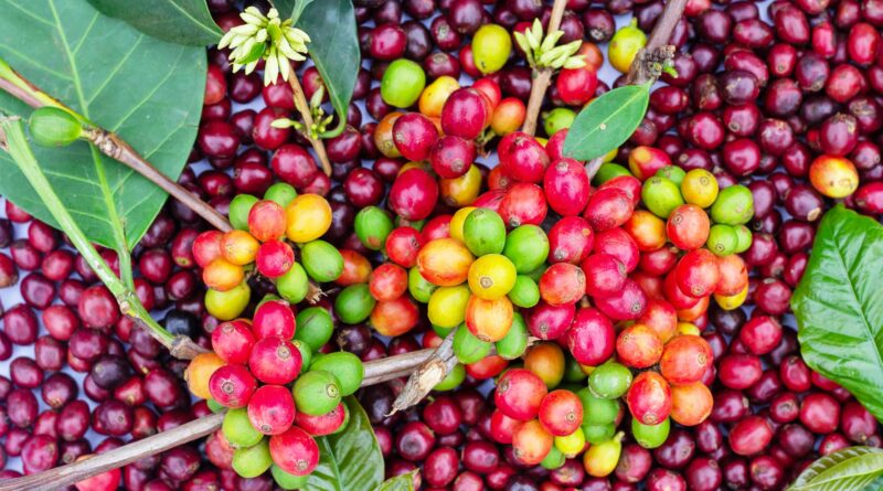 Em outubro, exportações do agro brasileiro batem recorde e alcançam US$ 14,27 bilhões