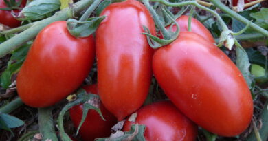 Goiás lidera ranking nacional de produção de tomate e movimenta mercado de atomatados